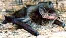 Pipistrellus tenuis